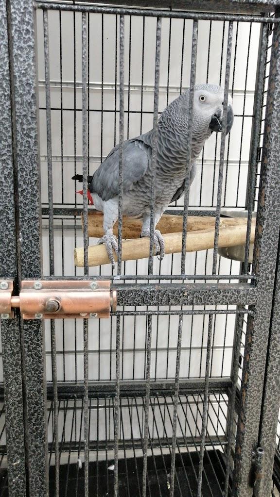 Speak Bird