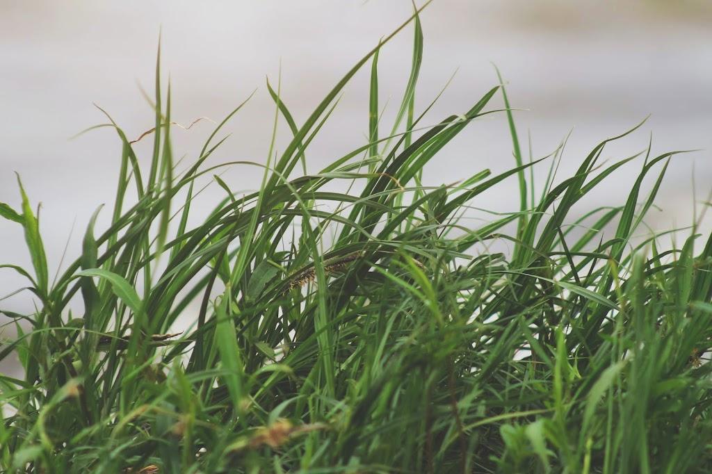 AILA Botanicals Landscape Co.