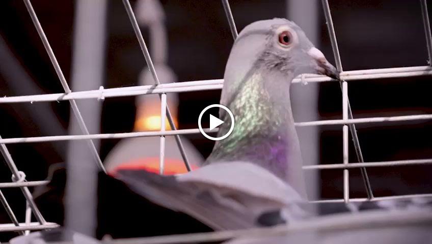 Zajlo birds company، شركة طيور زاجلو
