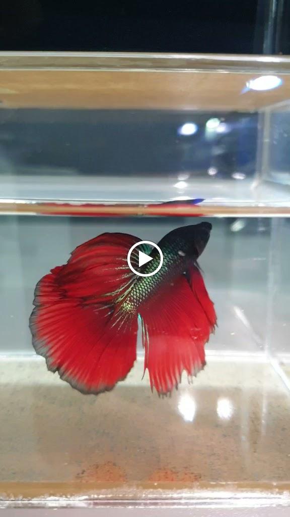 Kuwait Tropical Fish