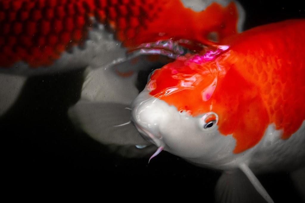 Kuwait Koi Center